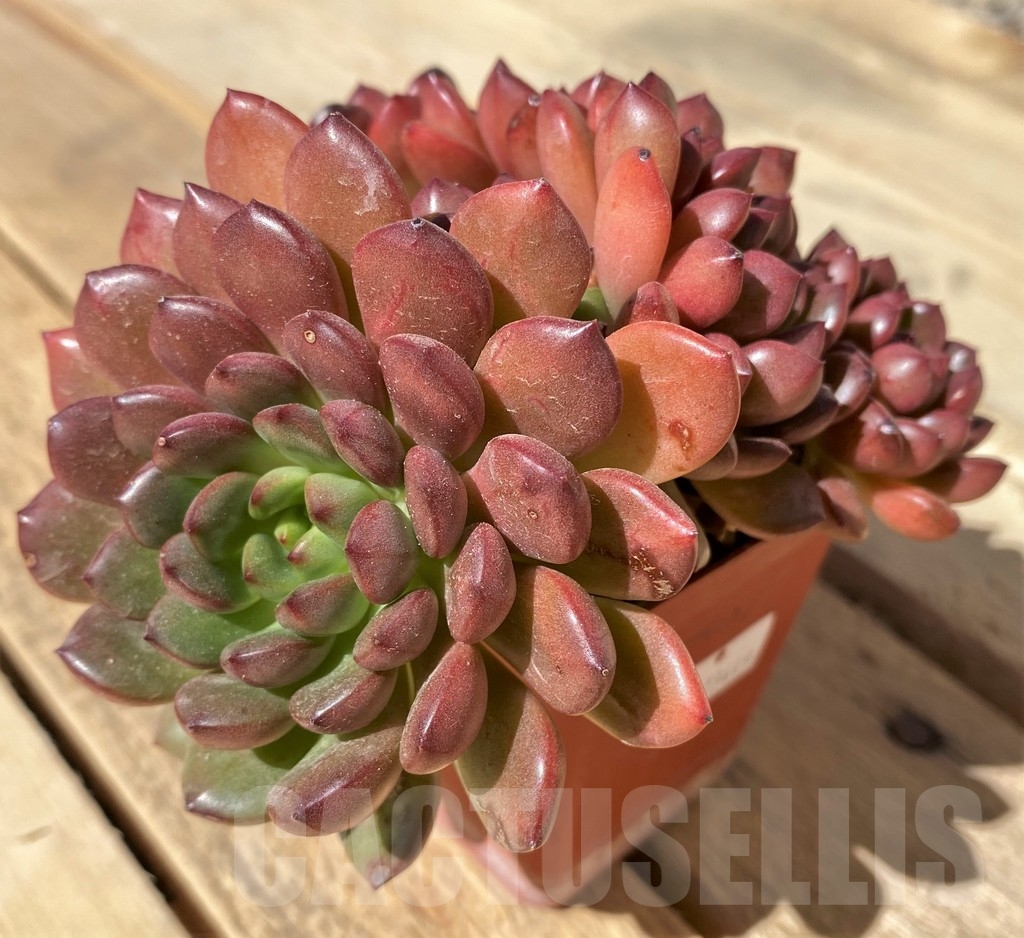 SHPR23449 Sedeveria 'Pink Ruby' - Image 2