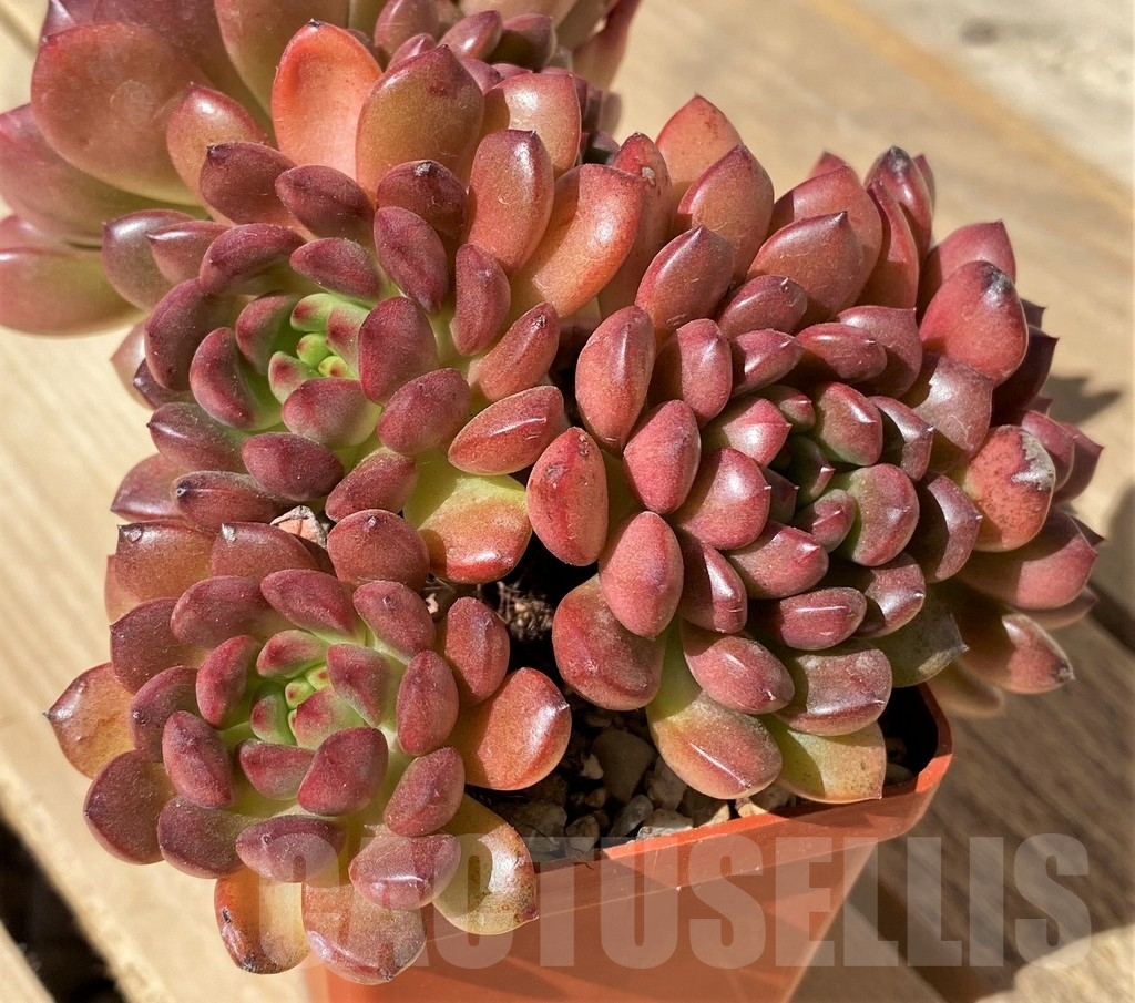 SHPR23449 Sedeveria 'Pink Ruby'