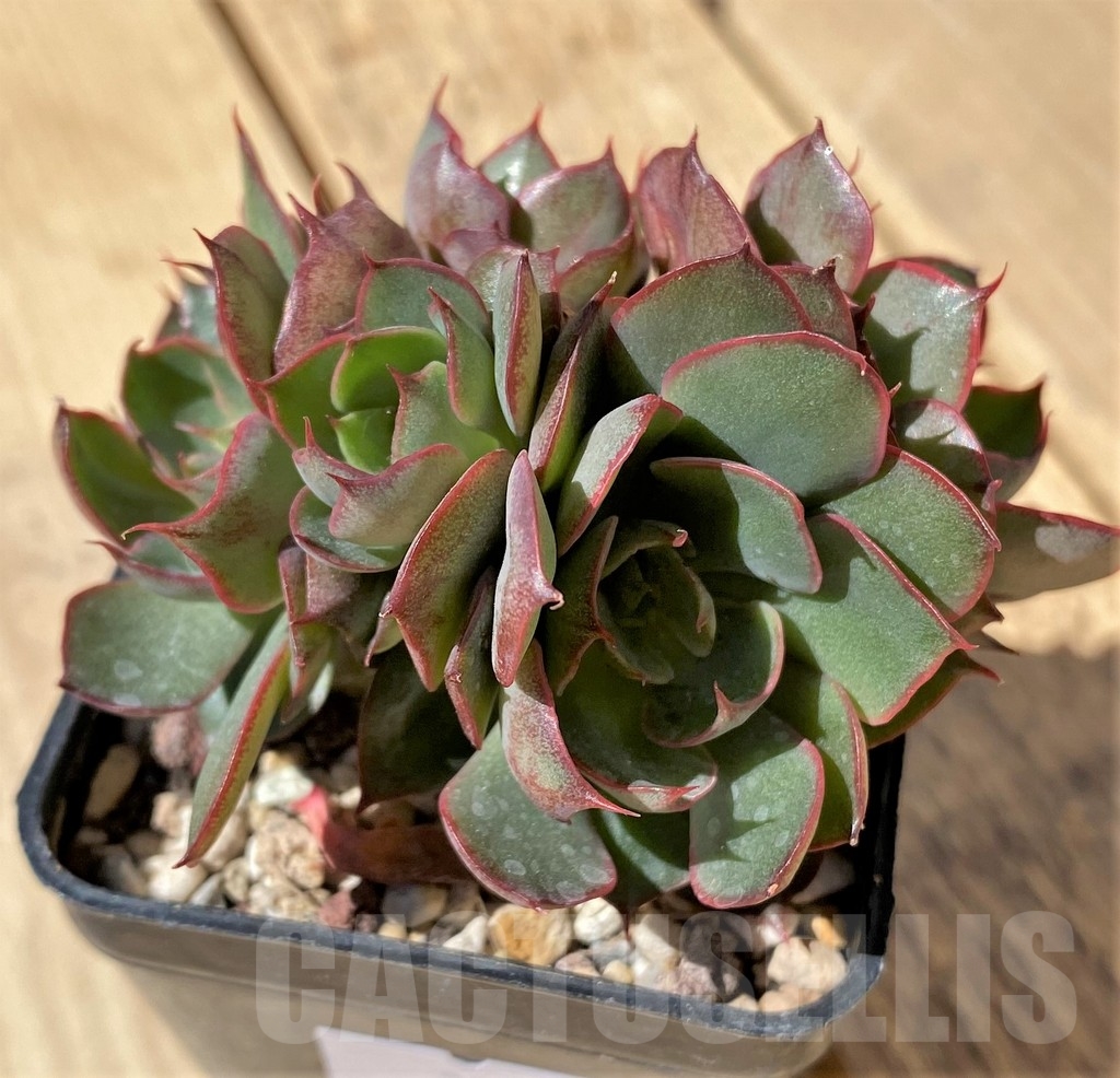 SHPR23463 Echeveria hybrid