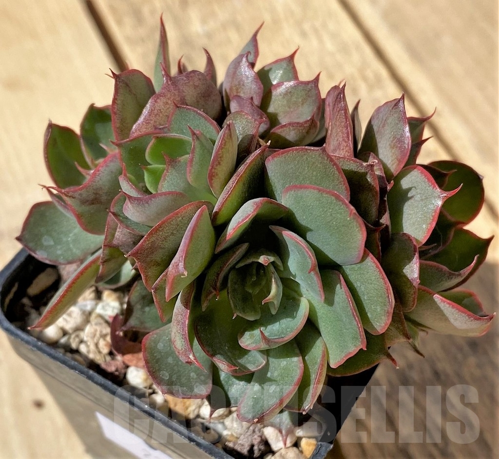 SHPR23463 Echeveria hybrid - Image 2
