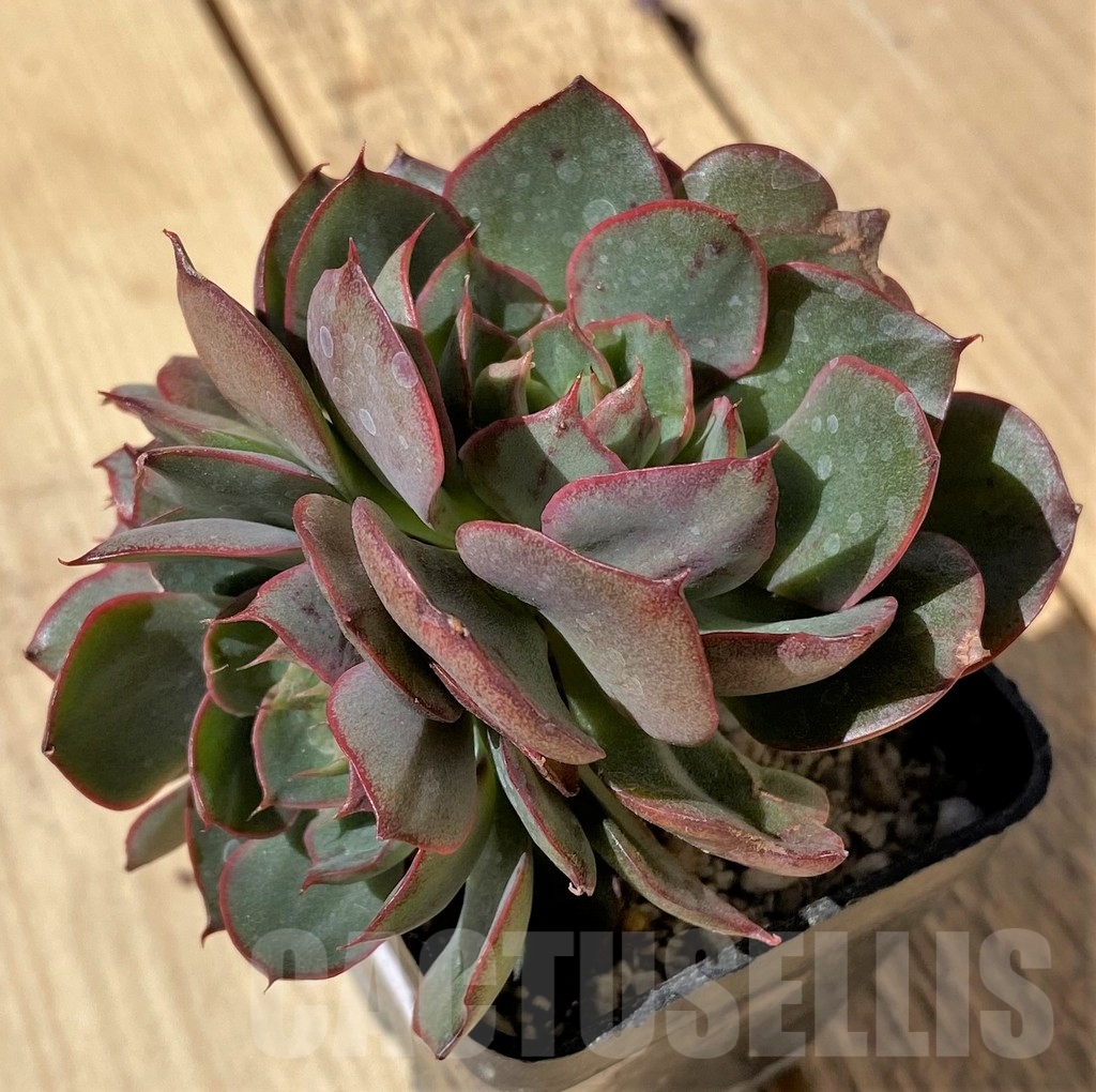 SHPR23464 Echeveria hybrid