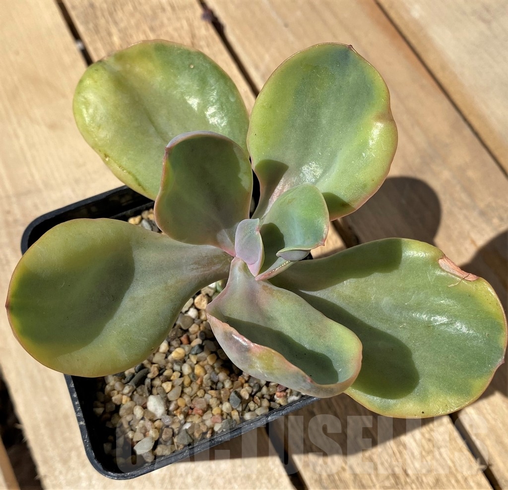 SHPR23465 Echeveria 'Decora' mutation - Image 2