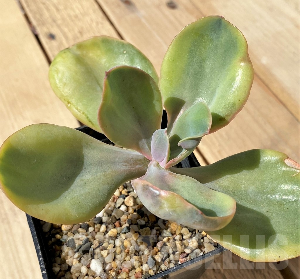 SHPR23465 Echeveria 'Decora' mutation