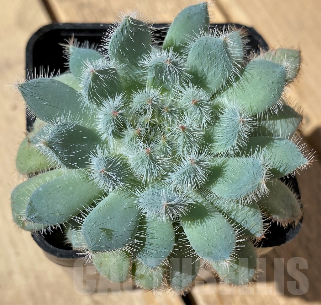 SHPR23466 Echeveria setosa x rundelli - Image 2