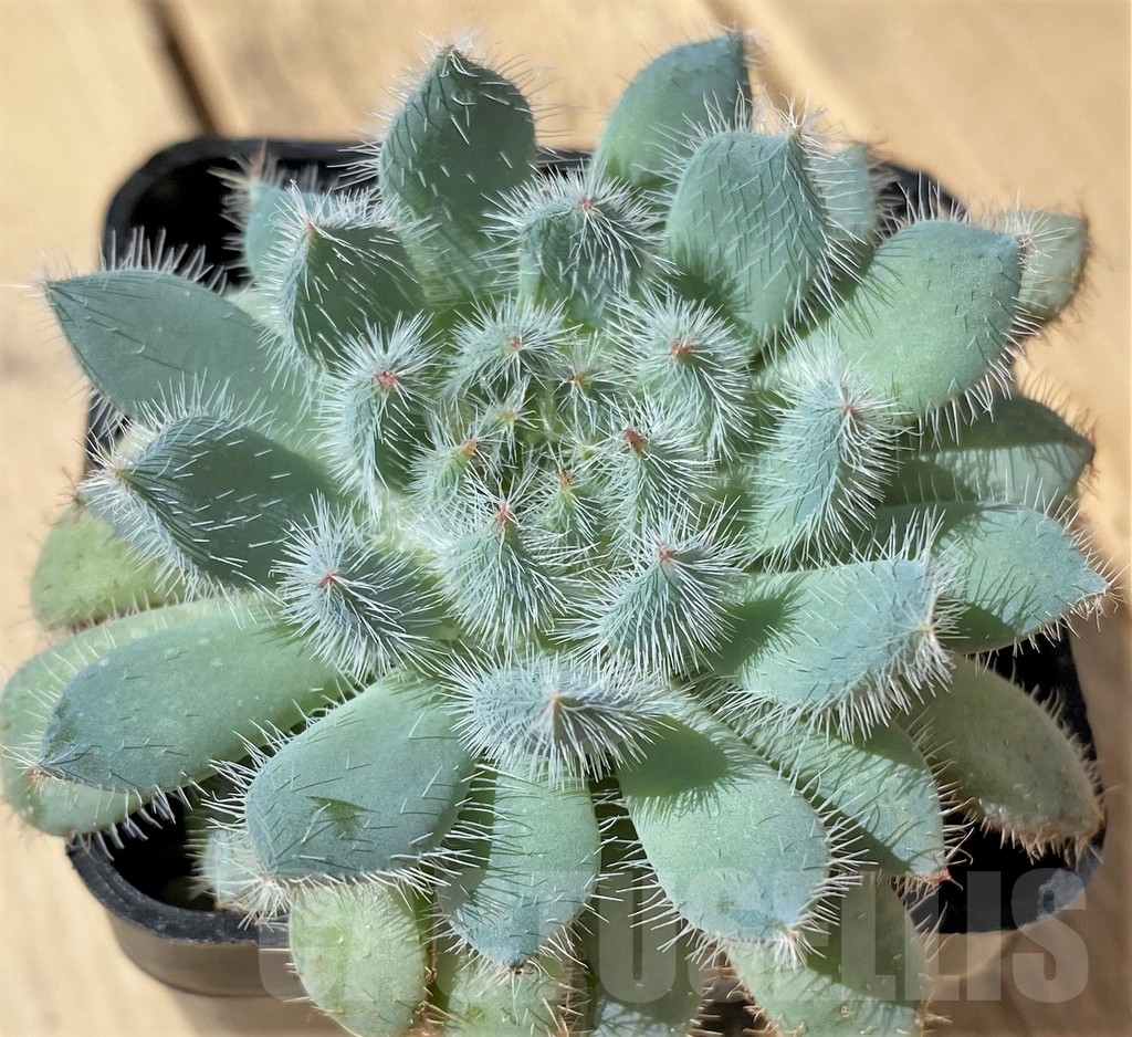 SHPR23466 Echeveria setosa x rundelli