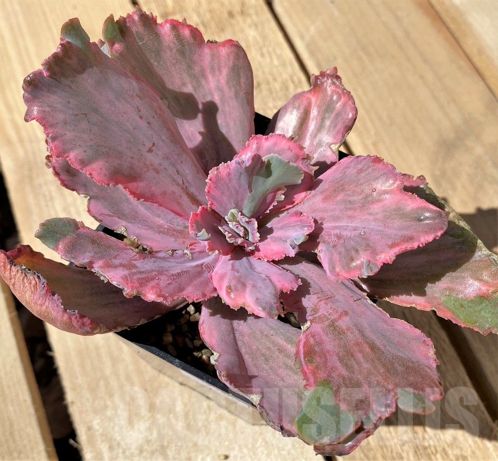 SHPR23467 Echeveria chantilly ‘Dragon Fin’ - Image 2