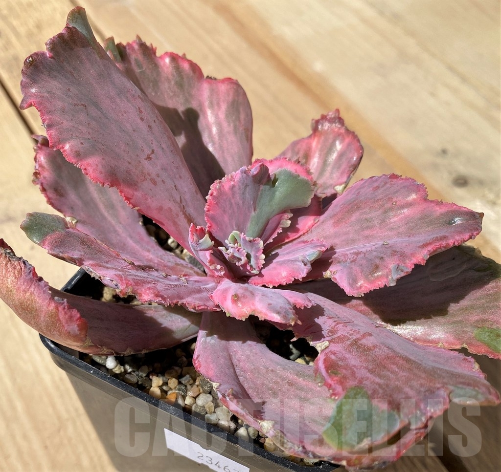 SHPR23467 Echeveria chantilly ‘Dragon Fin’