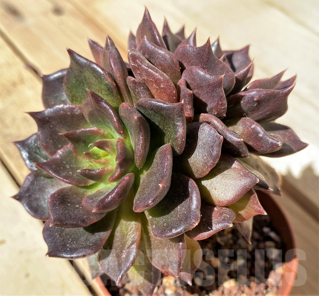 SHPR23468 Echeveria 'Black Prince' - Image 2