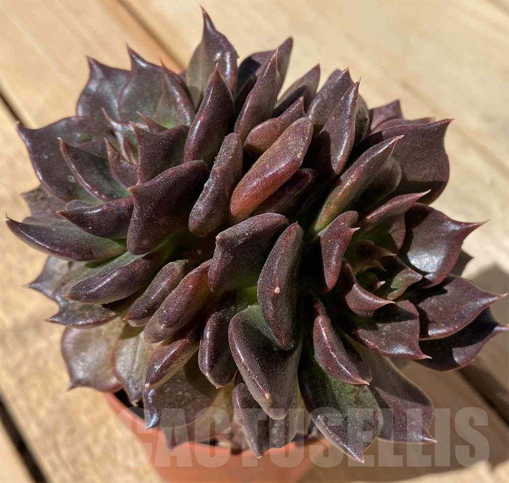 SHPR23468 Echeveria 'Black Prince'