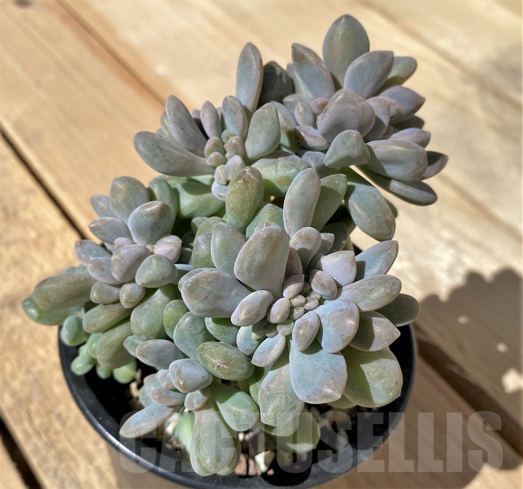 SHPR23476 Pachyveria ‘Clavifolia’ f. cristata - immagine 2