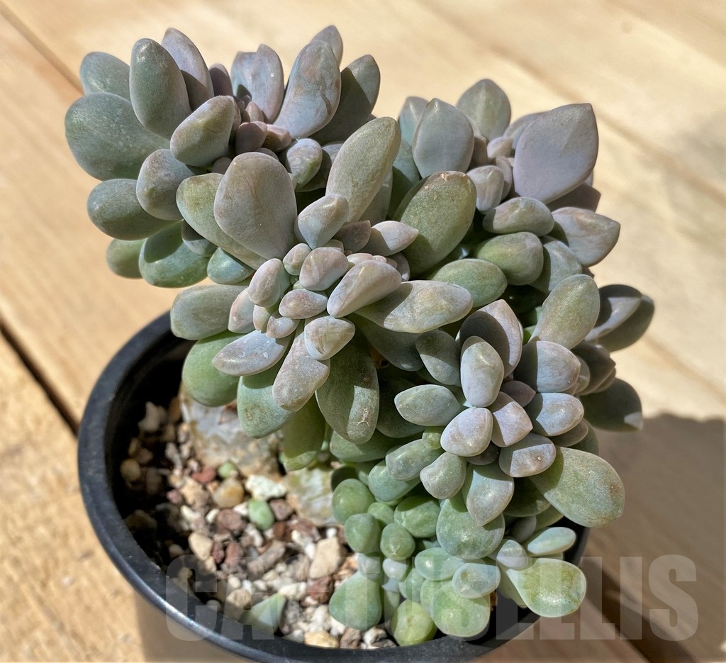 SHPR23476 Pachyveria ‘Clavifolia’ f. cristata