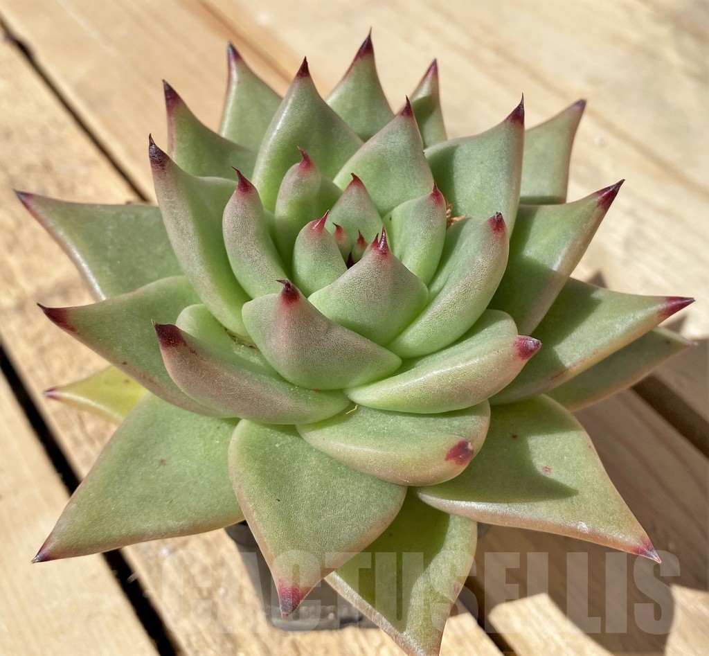 SHPR23477 Echeveria agavoides