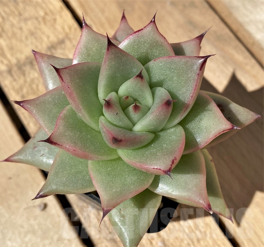 SHPR23479 Echeveria agavoides - immagine 2