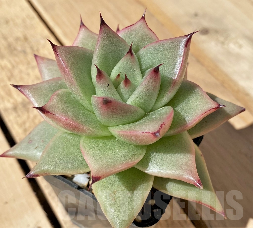 SHPR23479 Echeveria agavoides