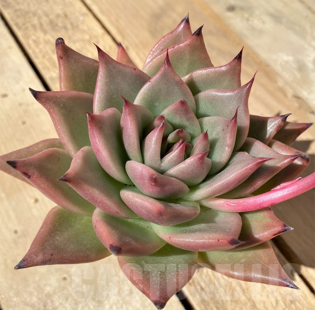 SHPR23481 Echeveria agavoides
