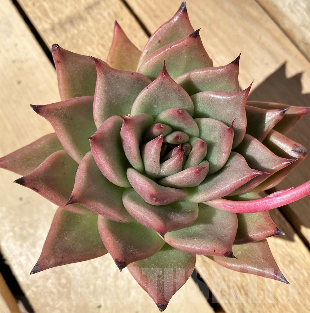 SHPR23481 Echeveria agavoides - immagine 2
