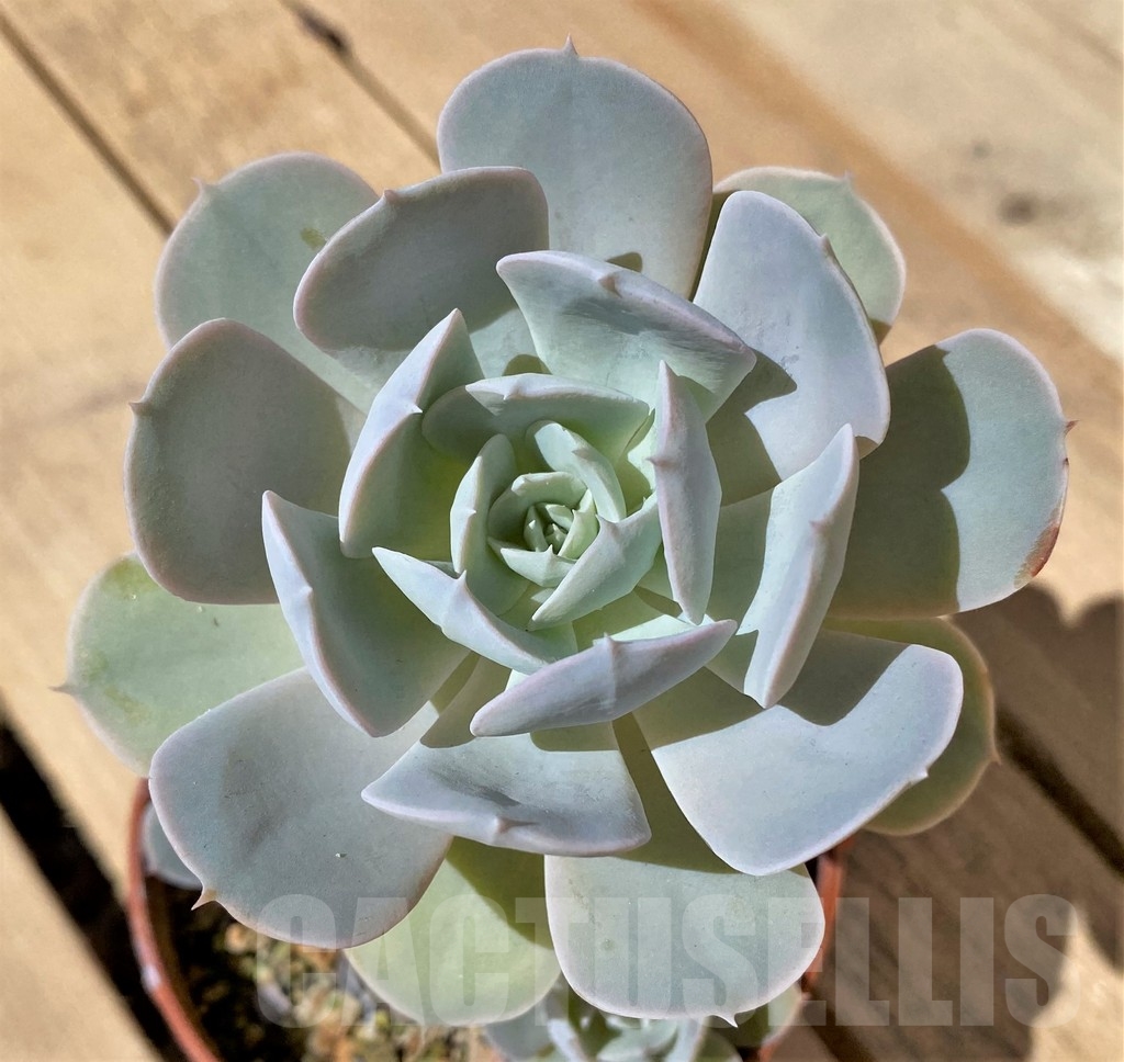 SHPR23484 Echeveria 'Grey Prince'