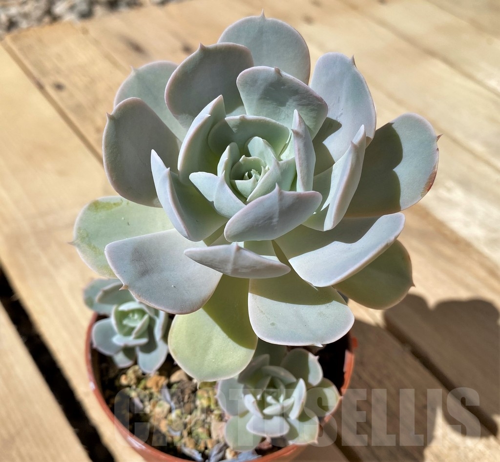 SHPR23484 Echeveria 'Grey Prince' - immagine 2