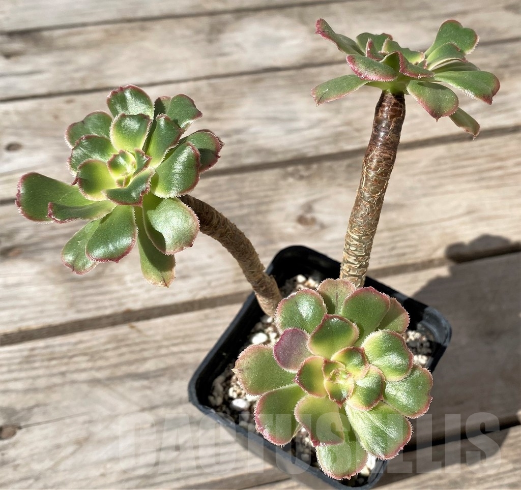 SHPR23485 Aeonium arboreum f. variegata