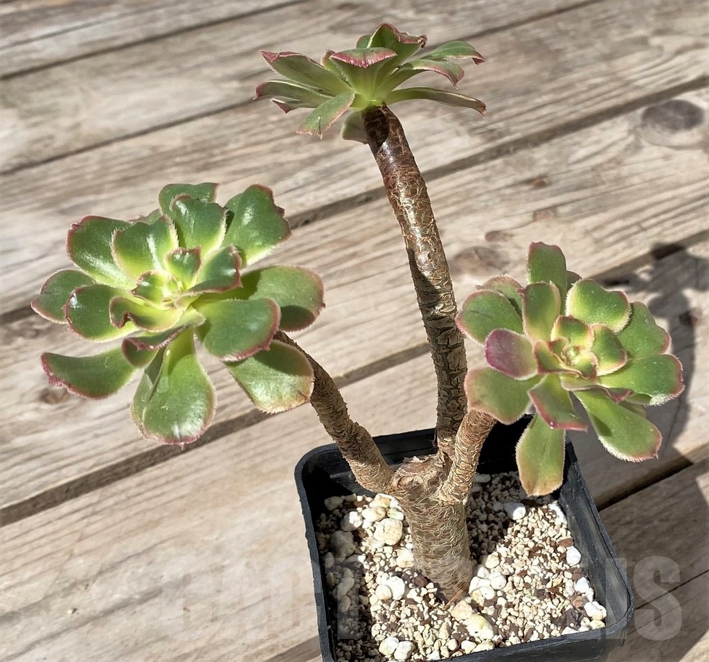 SHPR23485 Aeonium arboreum f. variegata - Obrázek 2