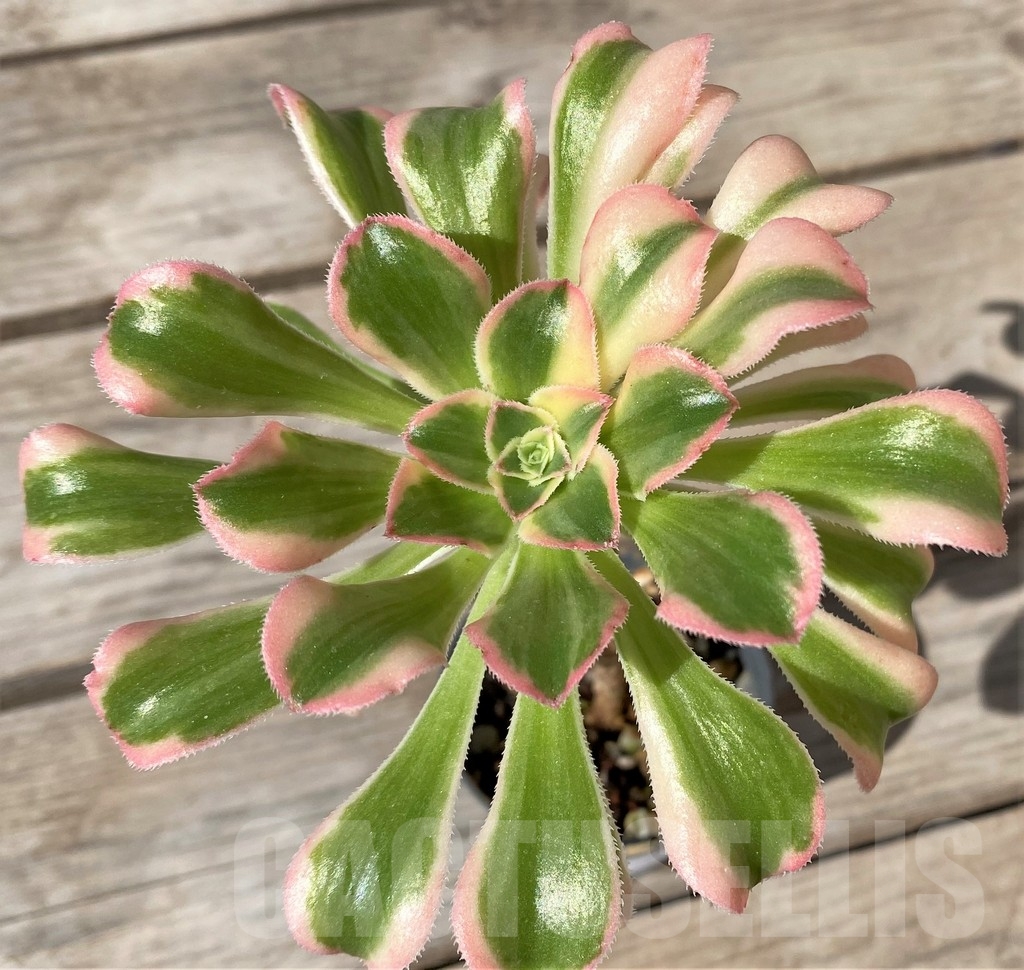 SHPR23486 Aeonium arboreum f. variegata