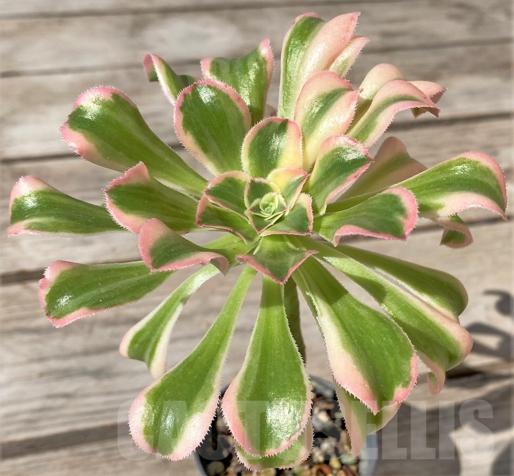 SHPR23486 Aeonium arboreum f. variegata - 画像 (2)