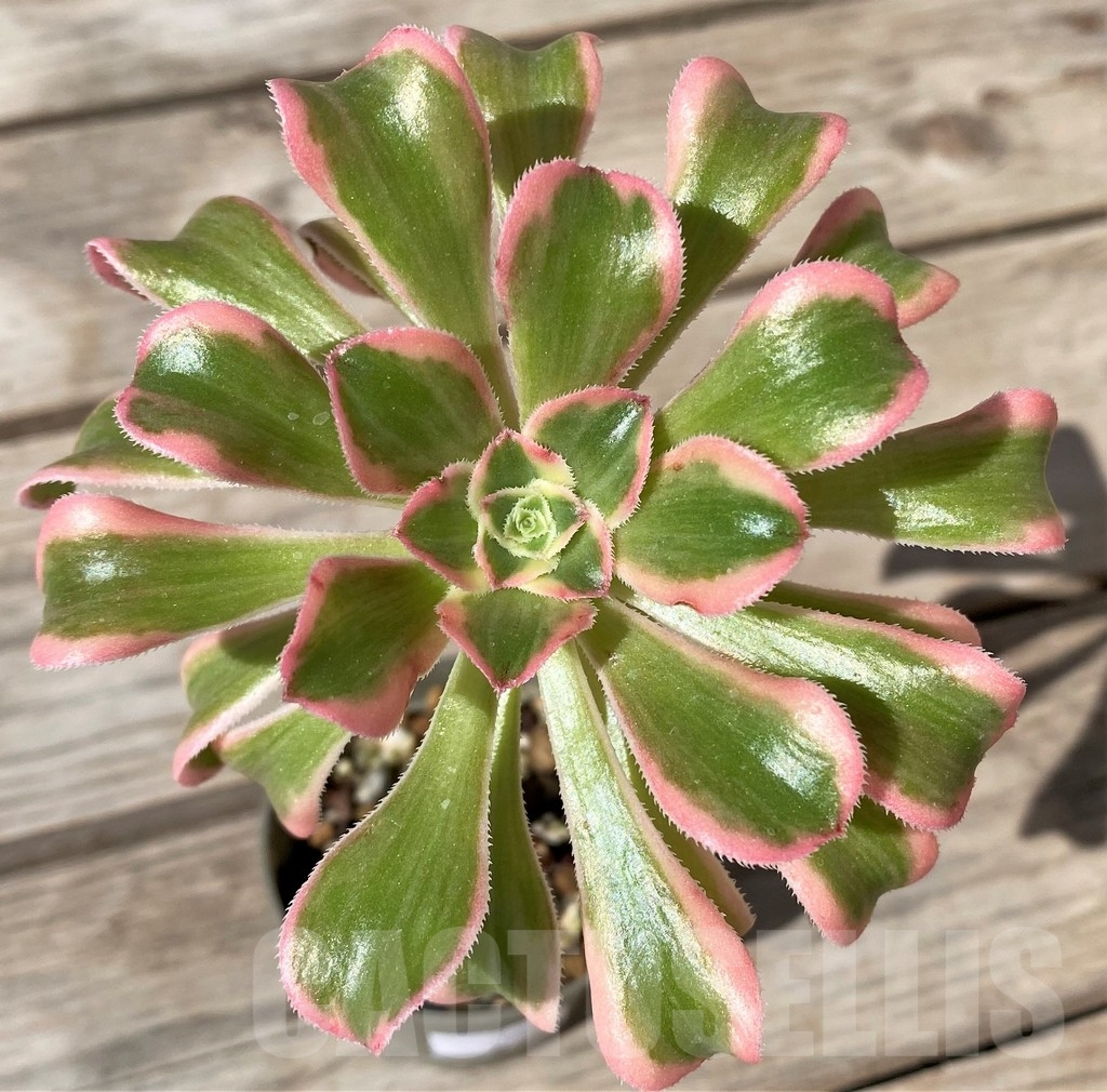 SHPR23487 Aeonium arboreum f. variegata