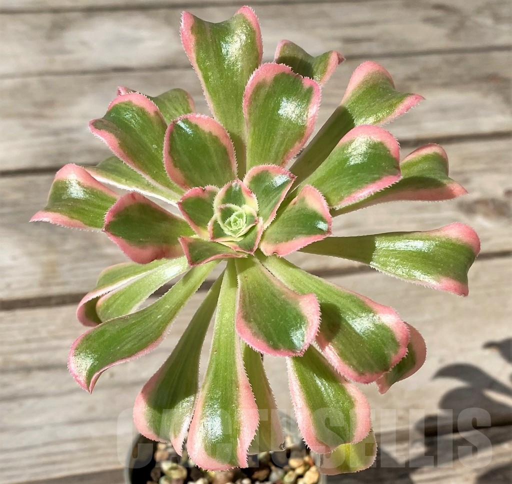 SHPR23487 Aeonium arboreum f. variegata – Image 2