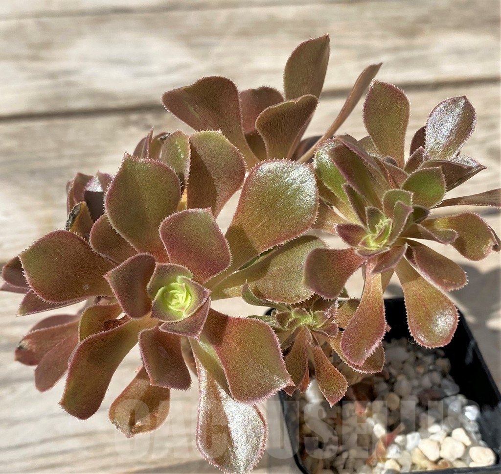 SHPR23489 Aeonium 'Blushing Beauty' f. cristata – Image 2