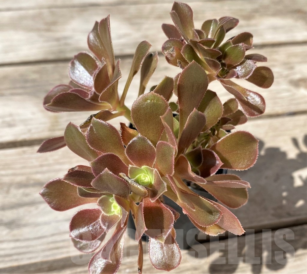 SHPR23489 Aeonium 'Blushing Beauty' f. cristata – Image 3