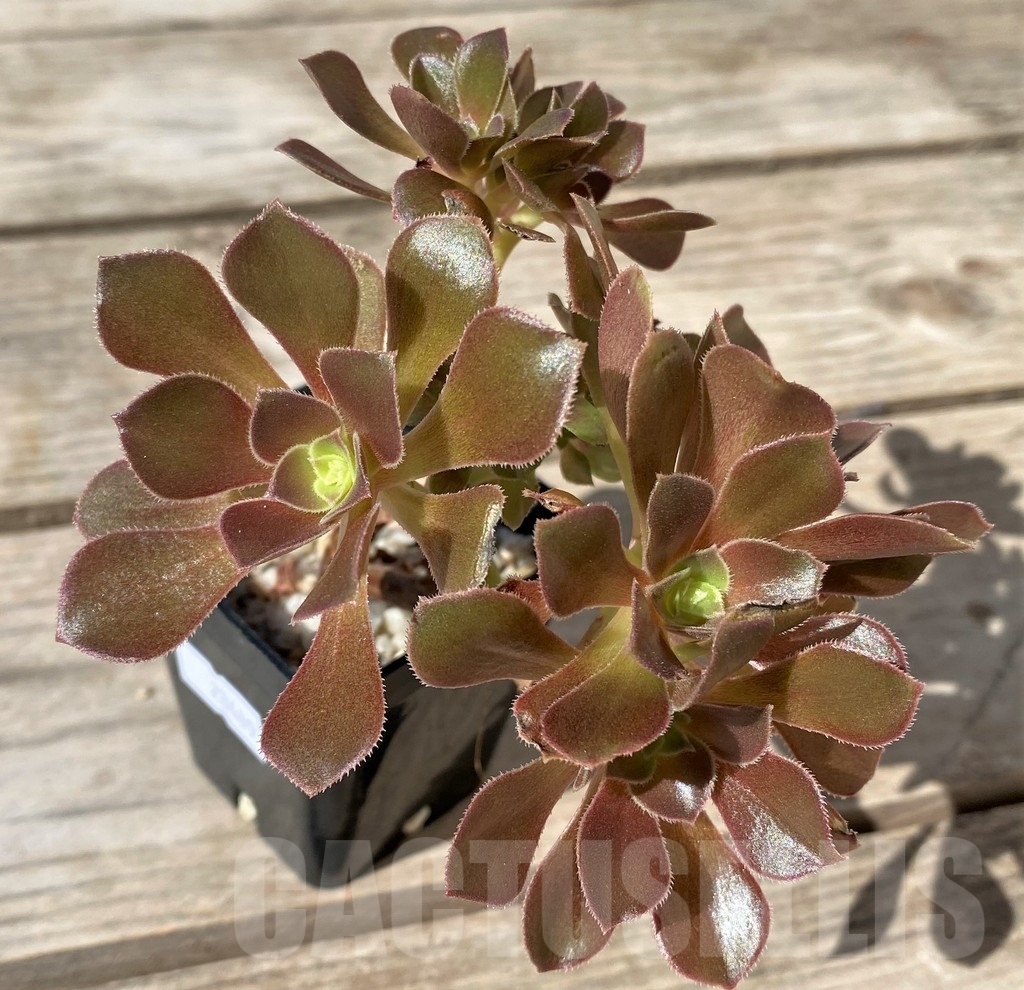 SHPR23489 Aeonium 'Blushing Beauty' f. cristata