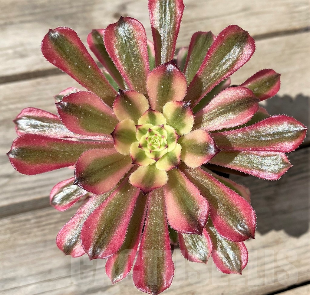 SHPR15370 Aeonium 'Mardi Gras'