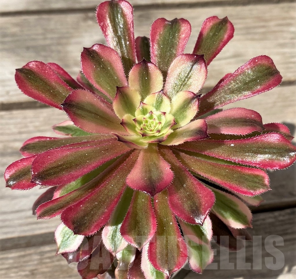 SHPR15370 Aeonium 'Mardi Gras' - Image 2