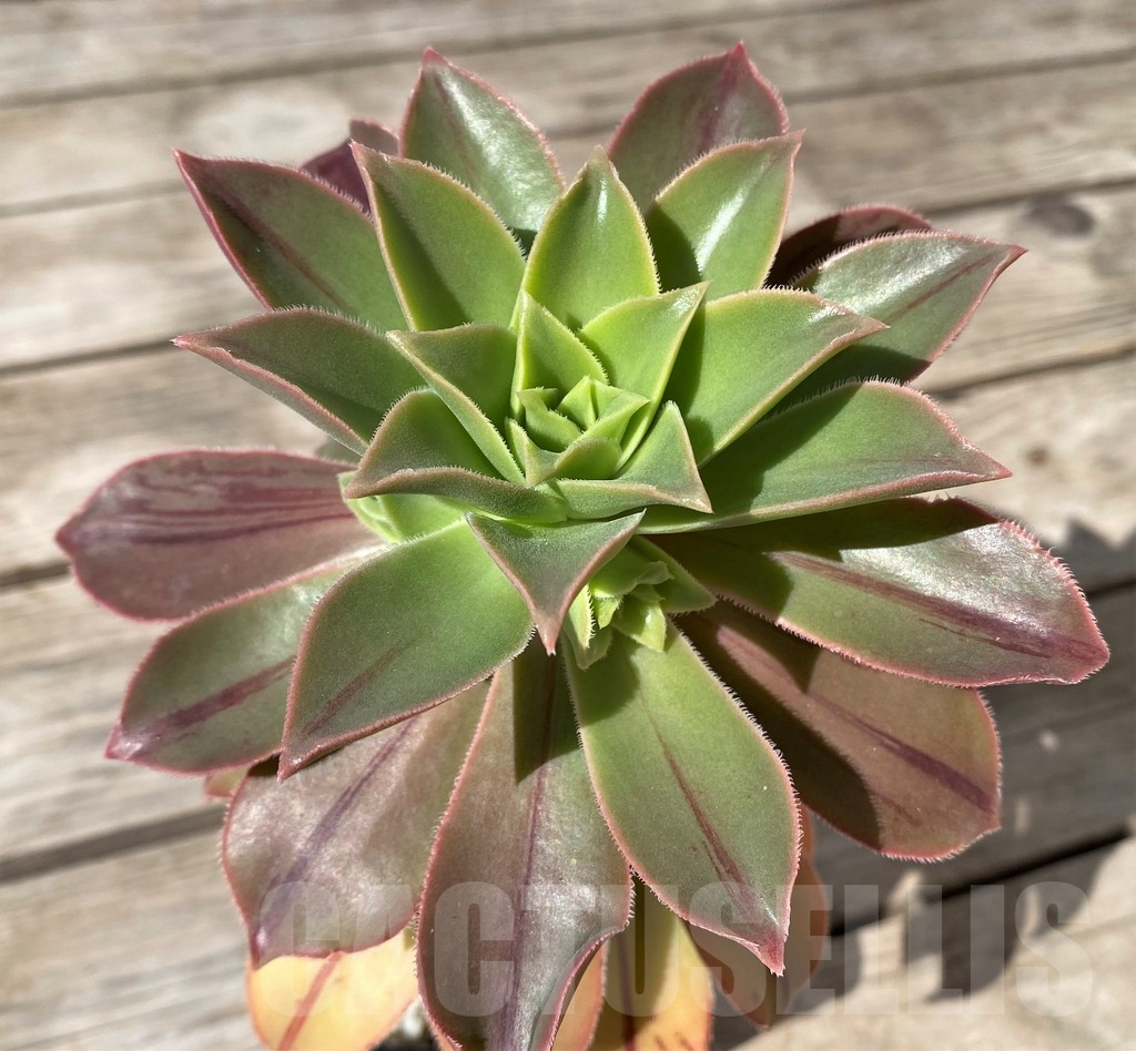 SHPR15369 Aeonium leucoblepharum - Obrázek 2