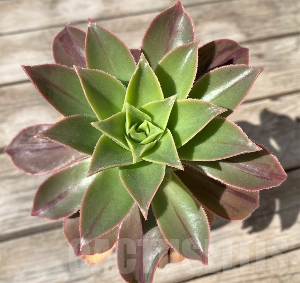 SHPR15369 Aeonium leucoblepharum