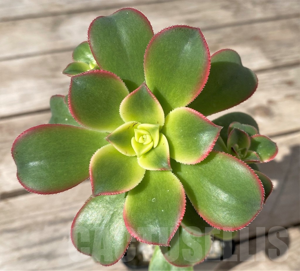 SHPR15391 Aeonium 'Kiwi'