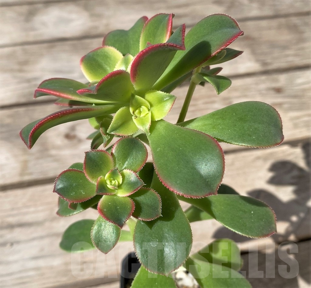 SHPR15391 Aeonium 'Kiwi' - Image 2