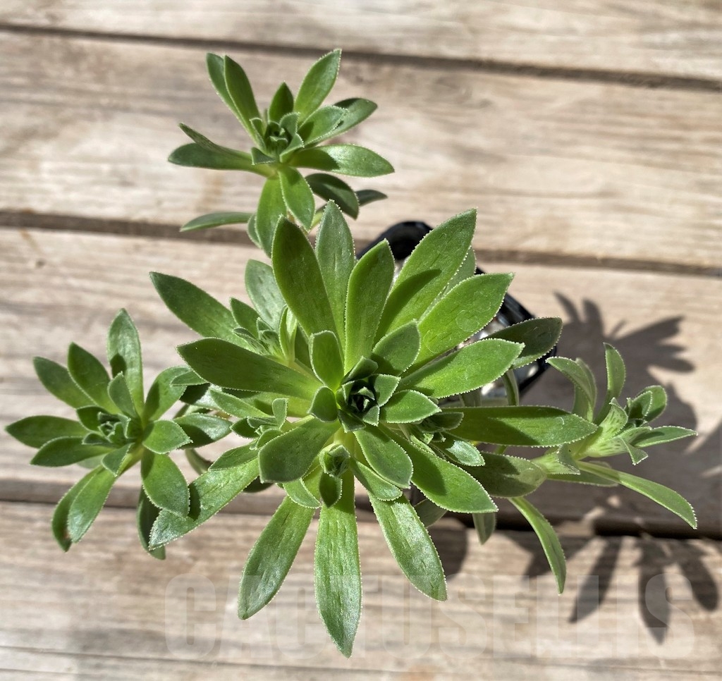 SHPR15387 Aeonium simsii