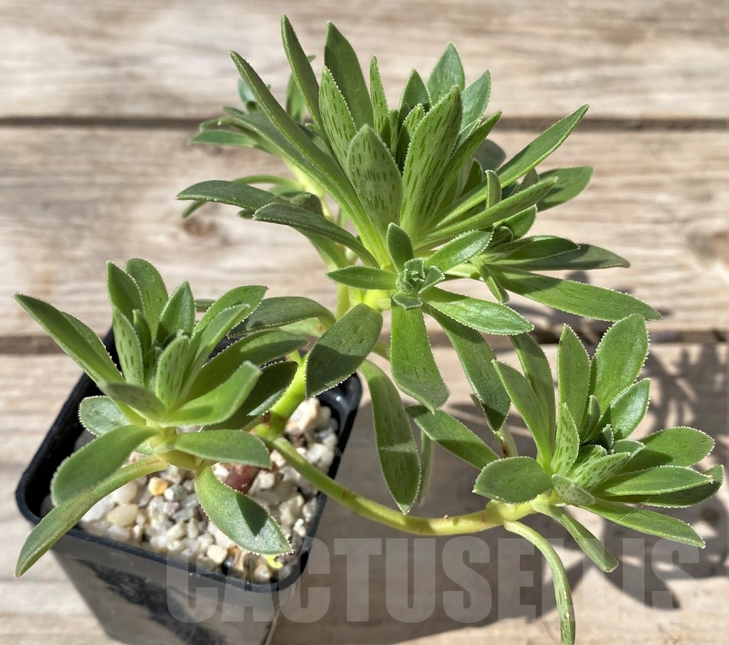 SHPR15387 Aeonium simsii - Image 2