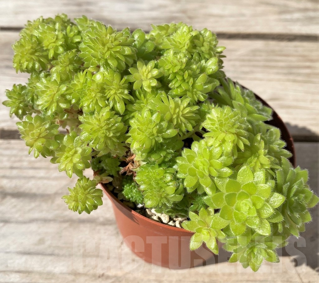 SHPR10128 Aeonium tabuliforme f. cristata - Image 2