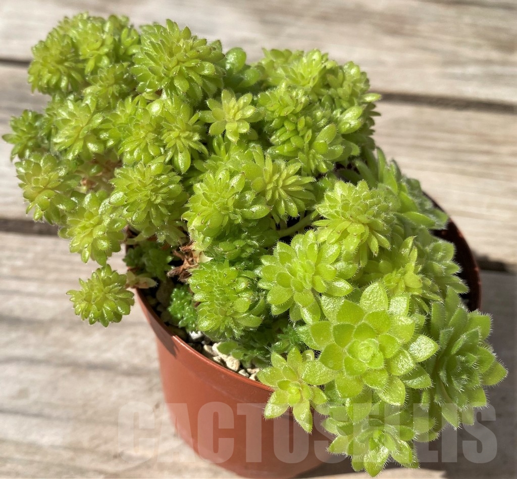 SHPR10128 Aeonium tabuliforme f. cristata