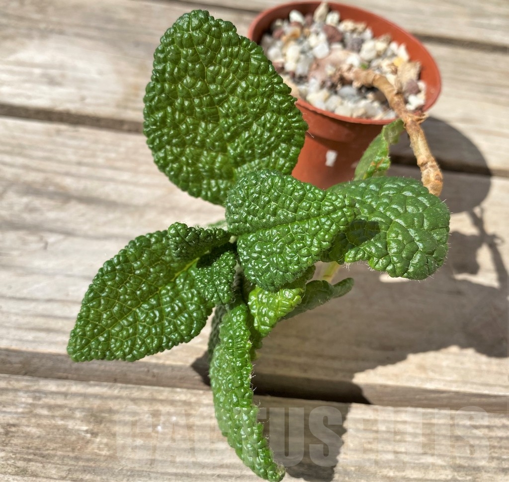 SHPR23490 Sinningia bullata