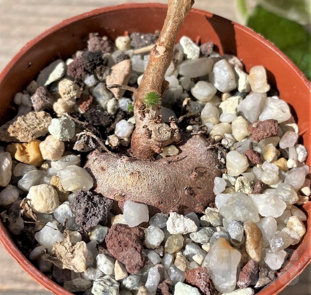 SHPR23490 Sinningia bullata - Image 2