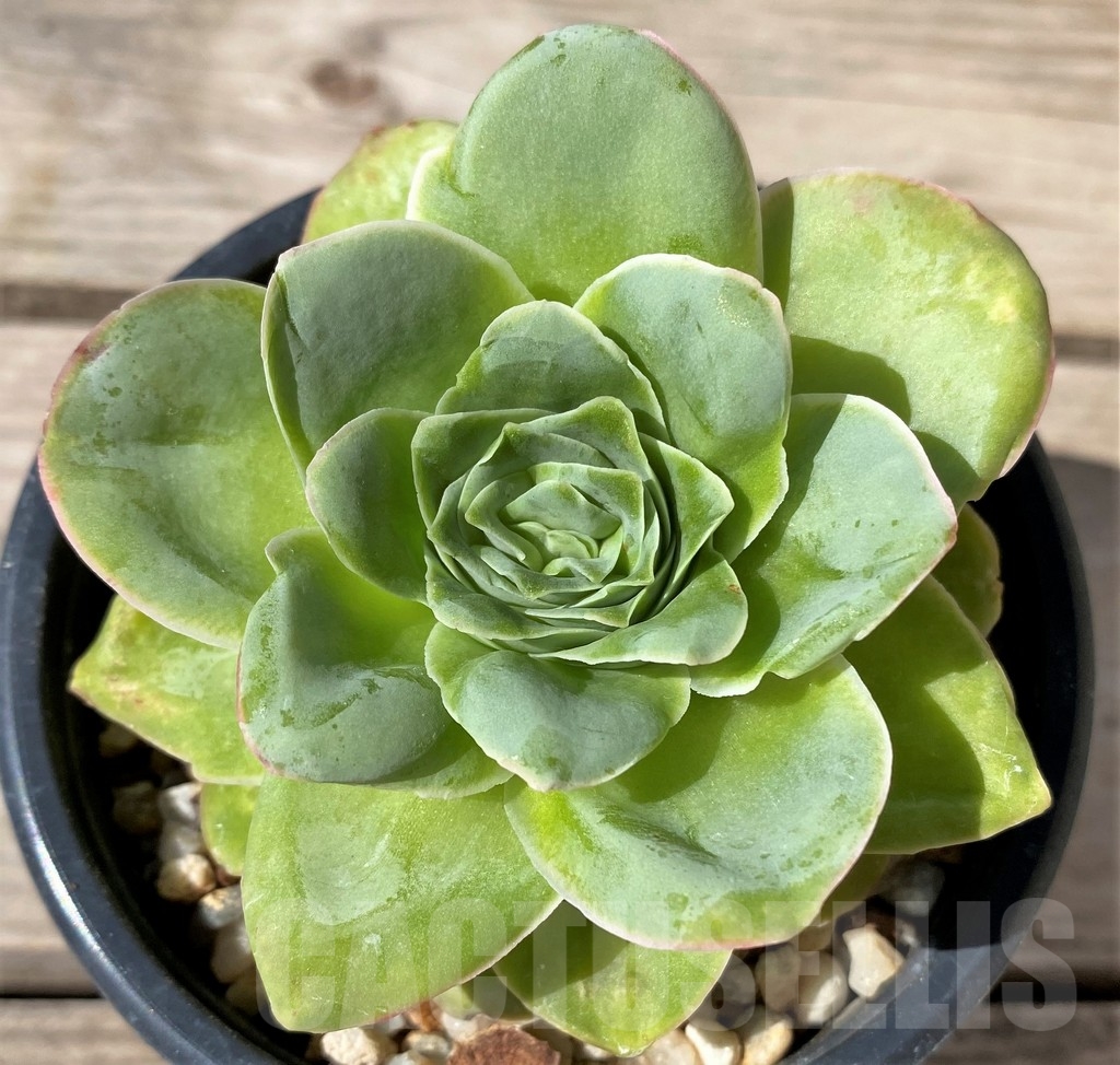 SHPR23491 Greenovia sp. - Image 2