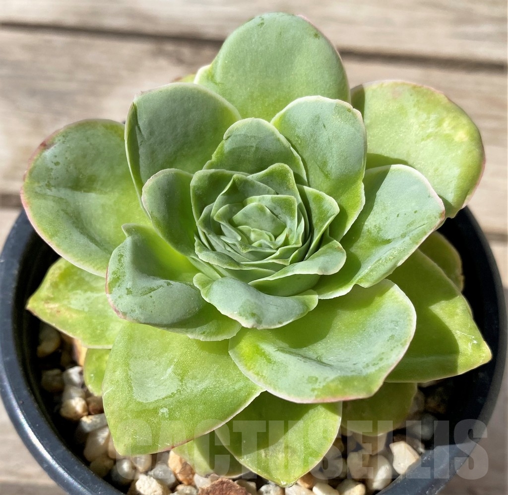 SHPR23491 Greenovia sp.