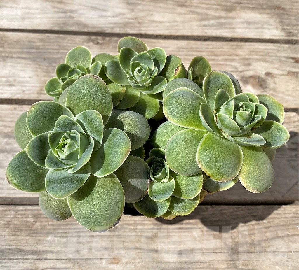 SHPR23492 Greenovia ‘Pandora’ cluster – Bild 2