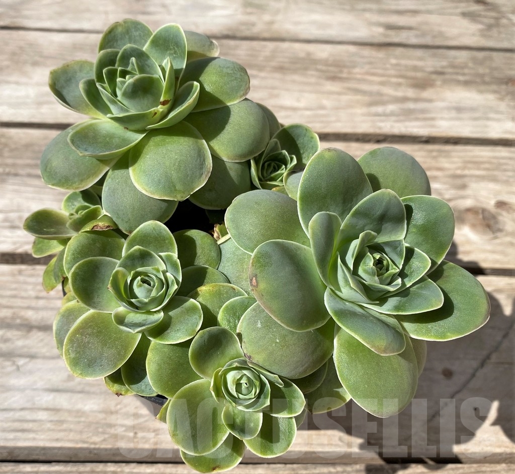 SHPR23492 Greenovia ‘Pandora’ cluster