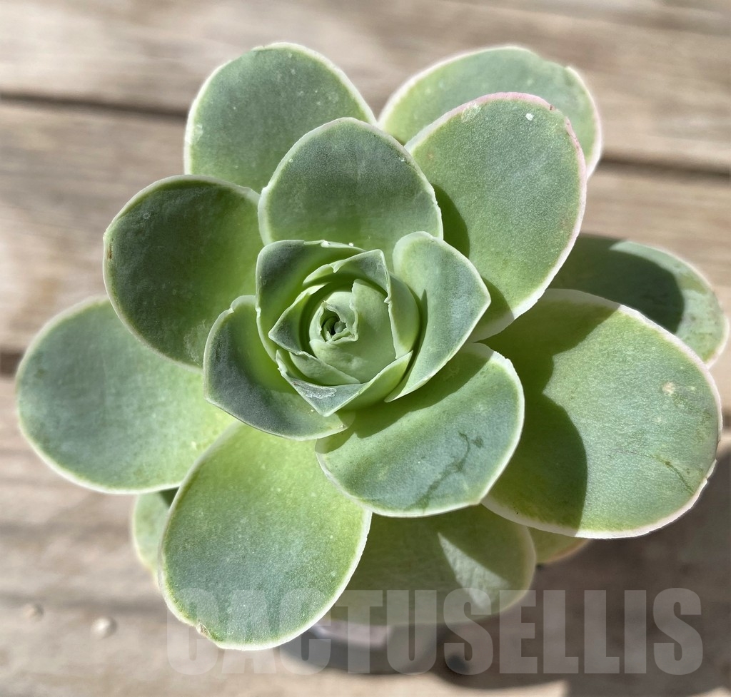 SHPR23493 Greenovia sp.