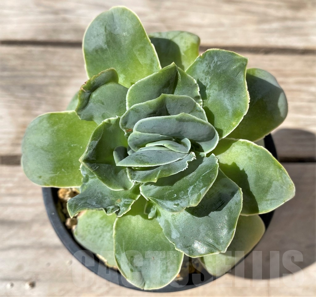 SHPR23495 Greenovia dodrantalis - 画像 (2)