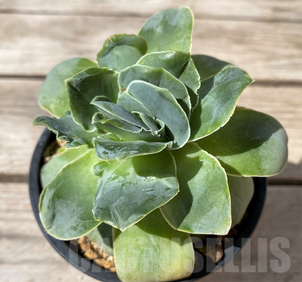 SHPR23495 Greenovia dodrantalis